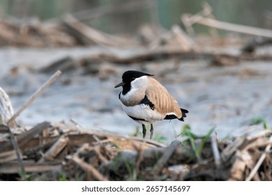 A river lapwing standing close to a river bed in the marshy areas of Gajoldoba, West Bengal