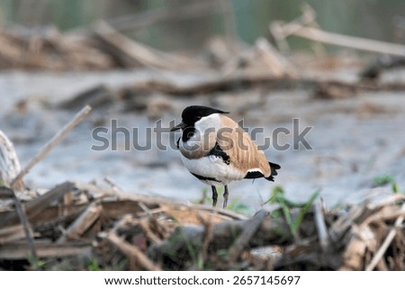 A river lapwing standing close to a river bed in the marshy areas of Gajoldoba, West Bengal