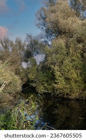 A river lined with trees with low-hanging branches.