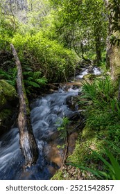 The river with a log bridge!