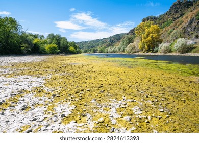 River with low water level, upper middle rhine valley, Germany, dry riverbed due to extreme drought in Europe, dense mat of filamentous algae floating on water surface, spirogyra