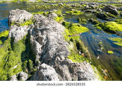 River with low water level, upper middle rhine valley near Kaub, Germany, dry riverbed due to extreme drought in Europe, impact freight transport and hinder shipping