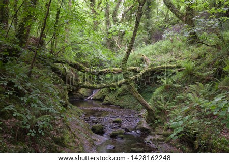 The River Lyd, Devon, England.