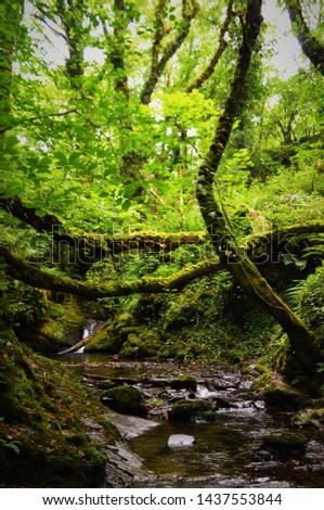 The River Lyd, Lydford Gorge, Devon.