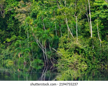 The Marañón River (Maranon) In Reservas Nacional Pacaya Samiria - Protected Area Located In The Region Of Loreto, Peru, Amazonia, South America.