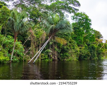 The Marañón River (Maranon) In Reservas Nacional Pacaya Samiria - Protected Area Located In The Region Of Loreto, Peru, Amazonia, South America.