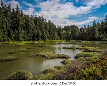 River and Marsh In Forest