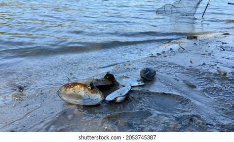 5,933 River Seashells Images, Stock Photos & Vectors | Shutterstock