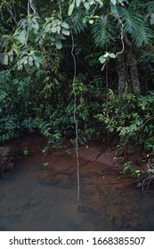 River In Iguazú National Park, Argentina                     