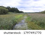 
river near the forest near grafenwoehr