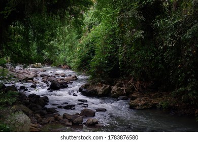 A River Near Tabanan Hot Spring