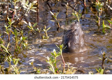 River Otter Eating Crayfish In Alligator River National Wildlife Refuge.