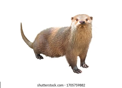 River otter isolated on a white background.