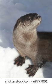 River Otter (Lontra Canadensis) Standing In Snow