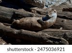 River otter lying on its back pausesits grooming, lying on logs, southern Vancouver Island, British Columbia