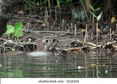 River Otter In Mangrove Forest. Langkawi Island. Malaysia