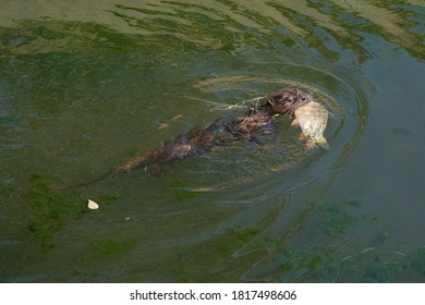 River Otter Pup Swimming With A Freshly Caught Fish