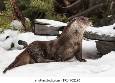 River Otter In The Snow