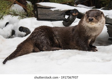 River Otter In The Snow