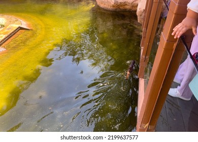 River Otter Swimming On A Water Pond In A ZOO