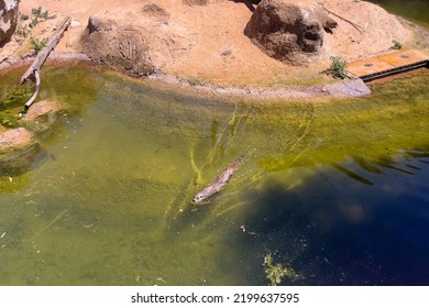 River Otter Swimming On A Water Pond In A ZOO