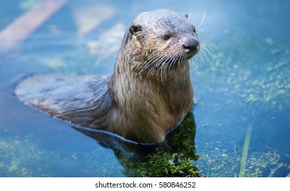 River Otter Swimming Trout Lake Yellowstone Stock Photo 580846252 ...