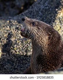 River Otter, Victoria, BC, Canada, February, 17, 2021