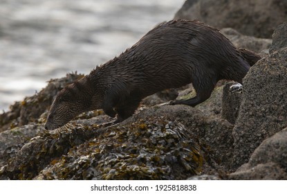 River Otter, Victoria, BC, Canada, February, 17, 2021