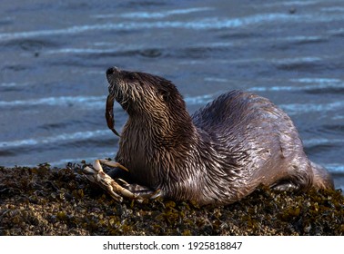 River Otter, Victoria, BC, Canada, February, 17, 2021