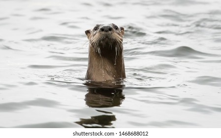 River Otter In The Wild