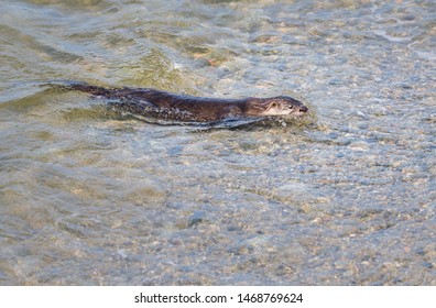 River Otter In The Wild