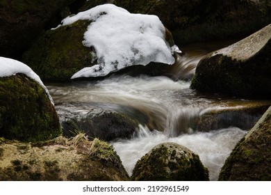 River Otter In Winter, Rocks Covered With Snow