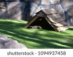 river otters 