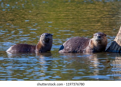 otters brainard