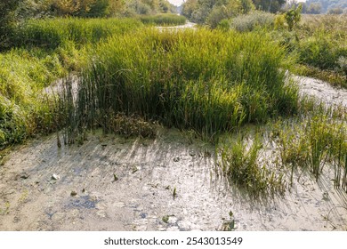 The river, overgrown with thick reeds and aquatic plants, is surrounded by lush vegetation under natural sunlight. Dense marsh vegetation with tall grass and lily pads in a natural marsh - Powered by Shutterstock