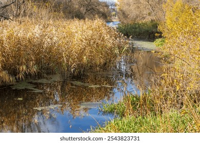 The river, overgrown with thick reeds and aquatic plants, is surrounded by lush vegetation under natural sunlight. Dense marsh vegetation with tall grass and lily pads in a natural marsh - Powered by Shutterstock