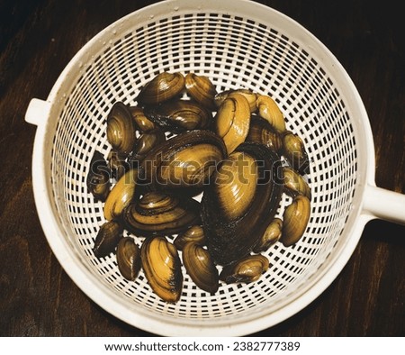 a river oysters, freshwater clam (Unio Pictorum)