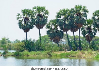 River palm tree