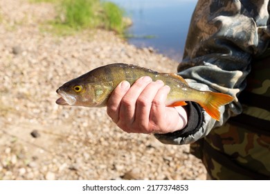 River Percha Fish Catch Mans Handa Stock Photo 2177374853 | Shutterstock