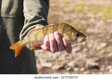 River Percha Fish Catch Mans Handa Stock Photo 2177769757 | Shutterstock