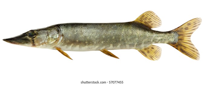 9,302 Raw pike Images, Stock Photos & Vectors | Shutterstock