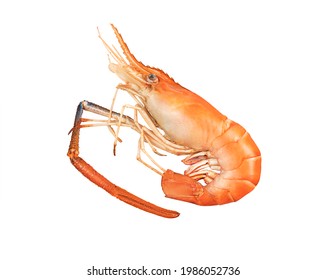 River Prawns.Grilled Giant River Shrimp Or Prawn Isolated On White Background .Single 