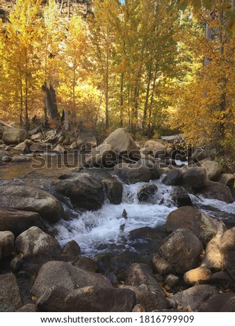 A river with rapids in front of a grove of trees with bright yellow and orange fall colors near Hope Valley, California