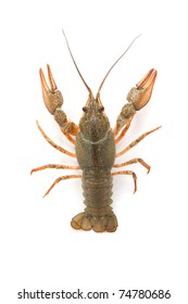 River raw crayfish closeup on white background