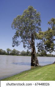 River Red Gum