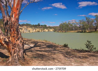 River Red Gum On The River Murray River