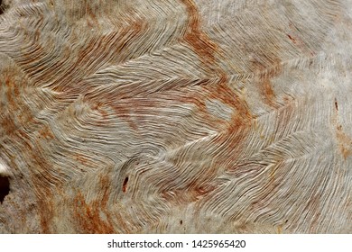 Eucalyptus Camaldulensis Images Stock Photos Vectors Shutterstock