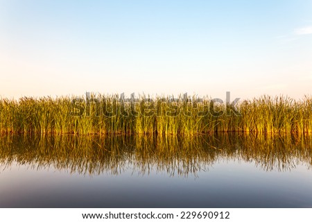 River with reed reflected in the water in Friesland, The Netherlands