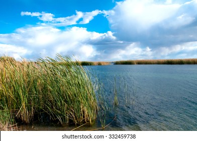 River Reeds