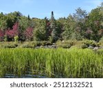 River reeds and beautiful marshland in Algonquin Park.